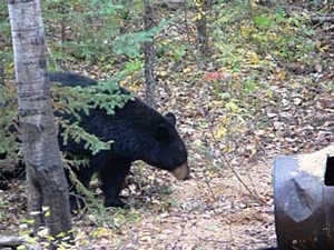 bear_hunting_20100212_20349633361.jpg