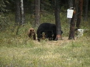 bear_hunting_20100212_20720706201.jpg