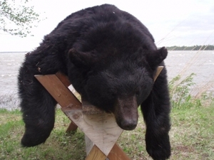 bear_hunting_20100711_10943274001.jpg