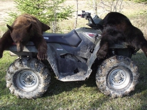 bear_hunting_20100711_12471770661.jpg