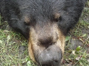 bear_hunting_20100711_15459187241.jpg