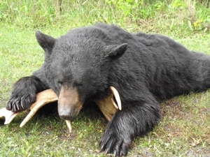 bear_hunting_20100711_15516431381.jpg