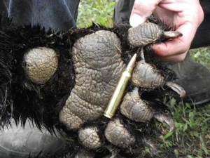 bear_hunting_20100711_16853934801.jpg