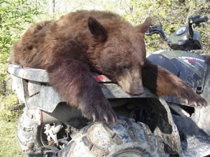 bear_hunting_20100711_17049108441.jpg