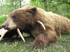 bear_hunting_20100711_17905070111.jpg