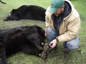 bear_hunting_20100711_18442068961.jpg