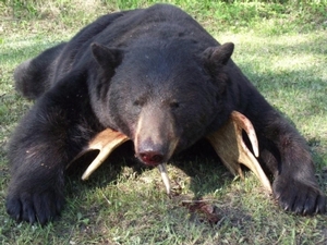 bear_hunting_20100711_19271274541.jpg