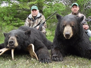 bear_hunting_20100711_20116970261.jpg