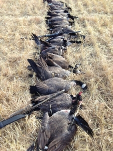 waterfowl-2013-7.jpg