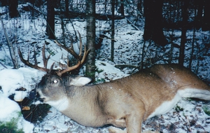 whitetail%20pictures%20for%20webpage_0012%20%282%29.jpg