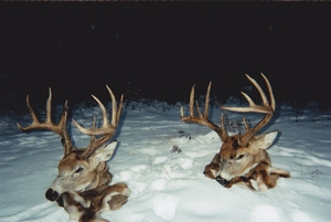 whitetail%20pictures%20for%20webpage_0013.jpg