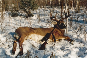 whitetail%20pictures%20for%20webpage_0023.jpg