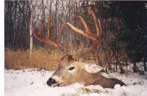 whitetail%20pictures%20for%20webpage_0028.jpg