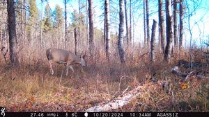 whitetail%20trail%20cam%20pics%202024%2010.jpeg