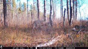 whitetail%20trail%20cam%20pics%202024%2013.jpeg