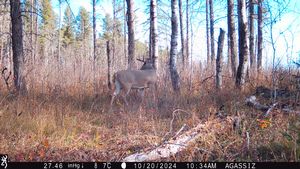 whitetail%20trail%20cam%20pics%202024%2014.jpeg