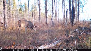 whitetail%20trail%20cam%20pics%202024%205.jpeg