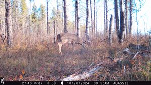 whitetail%20trail%20cam%20pics%202024%206.jpeg