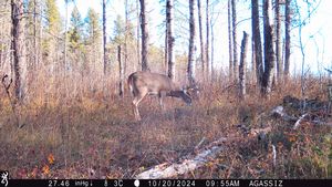 whitetail%20trail%20cam%20pics%202024%207.jpeg