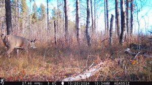 whitetail%20trail%20cam%20pics%202024%209.jpeg