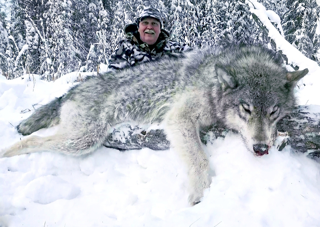 Wolf Hunts