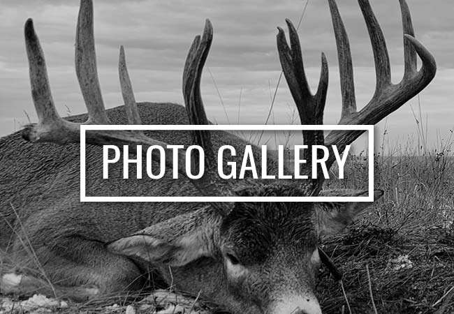 Photo Gallery