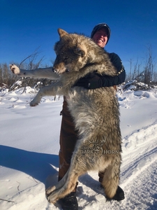 Wolf Hunts