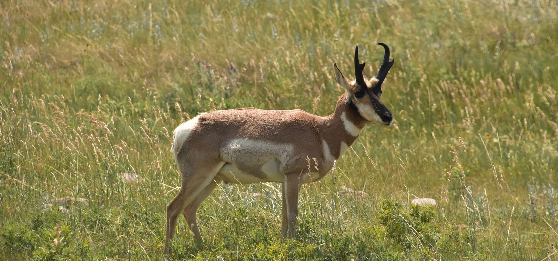 Antelope Hunting Nebraska & Colorado