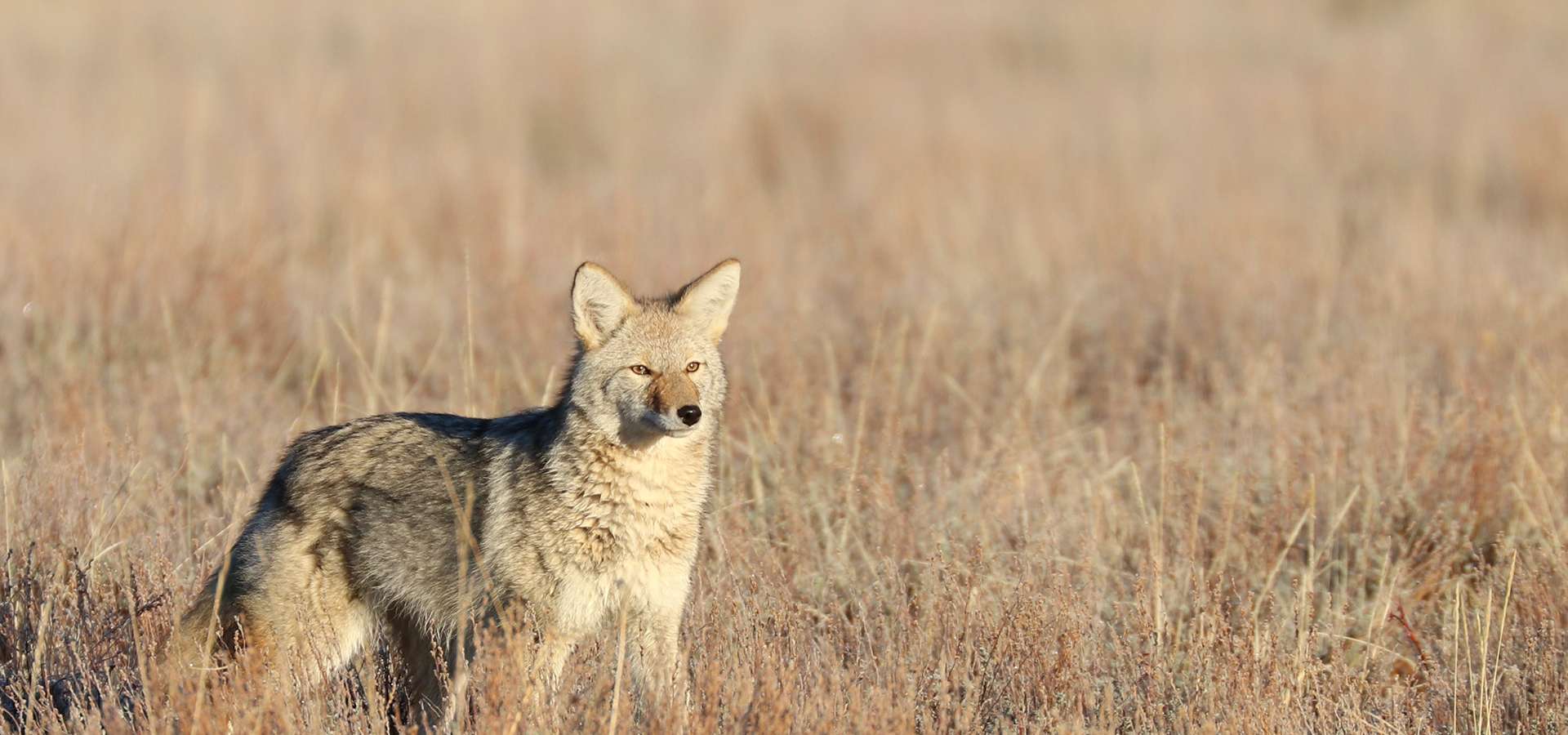 Coyote Hunting