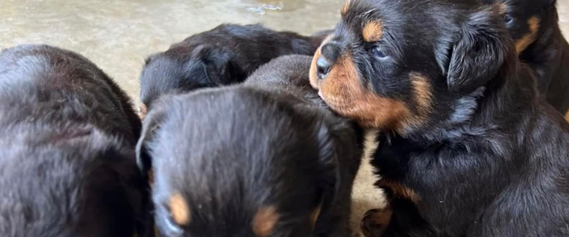Contact Bella Bowe's Rottweilers Contact Bella Bowe's Rottweilers