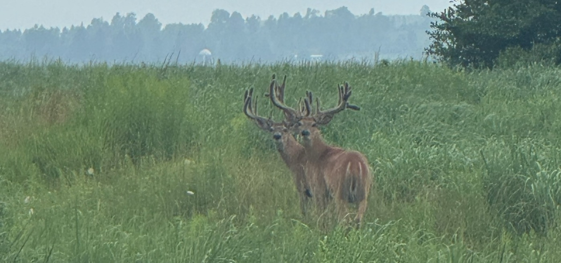 Trophy Whitetails