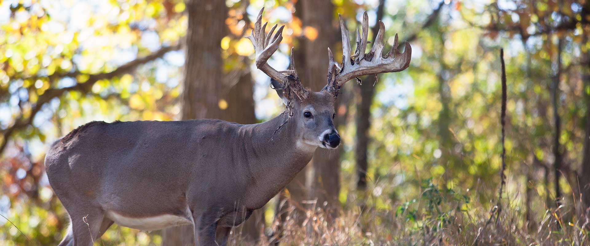 BigTine Whitetails Blog