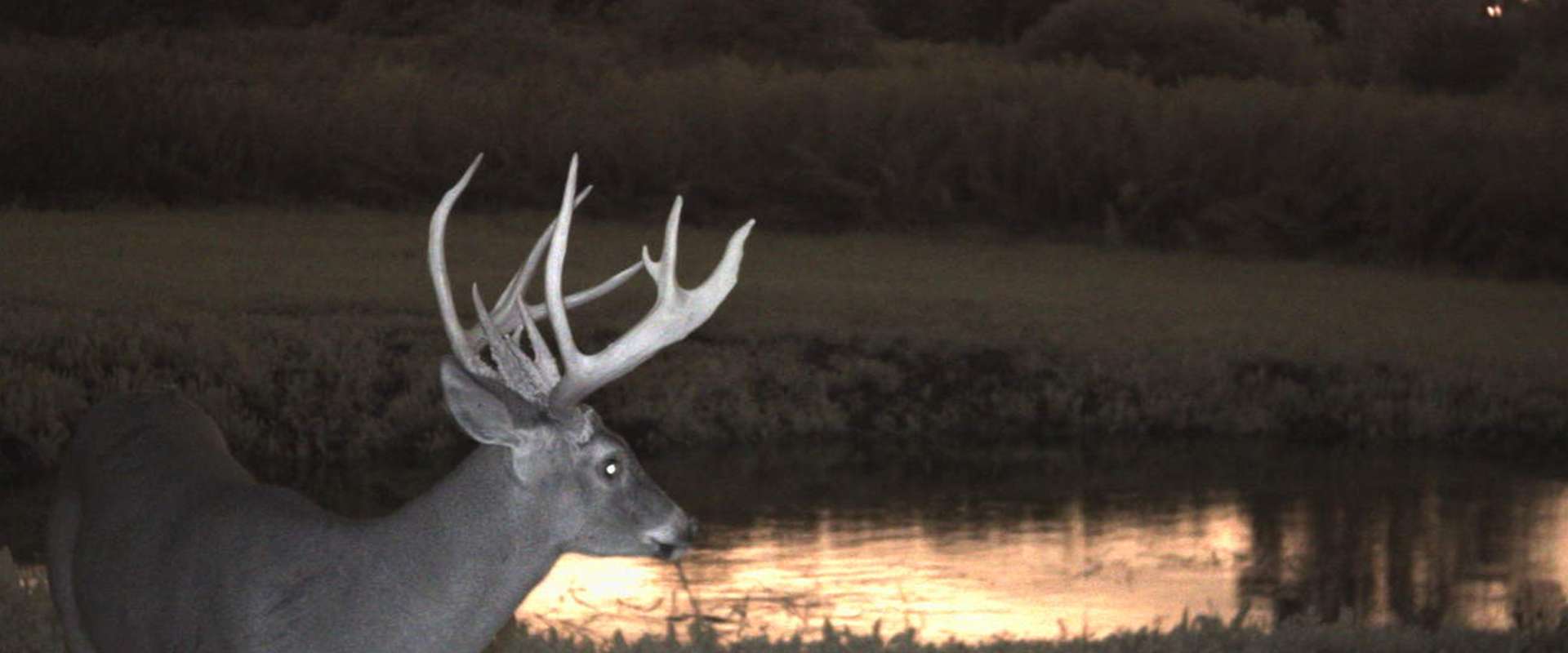 BigTine Whitetails Photo Gallery