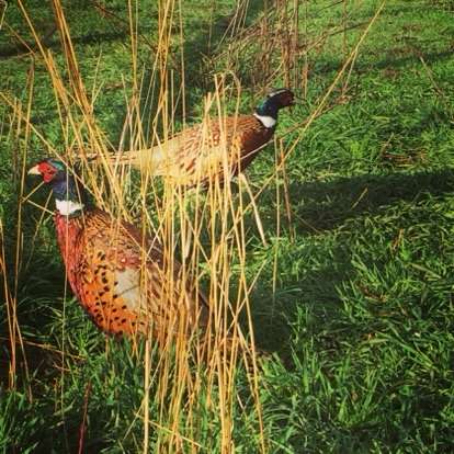 Pheasant Hunt Package