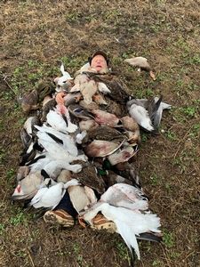 2020_20Pictures_20hunting_20ricks_20phone_20190.jpeg