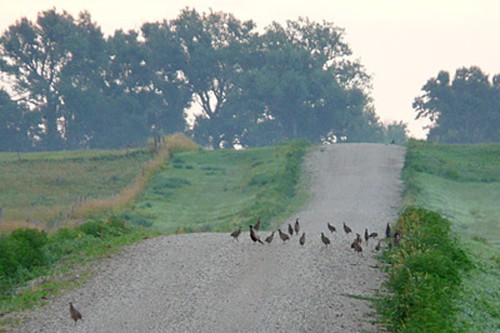 2012 South Dakota Pheasant Count Up