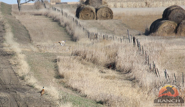 2015 Pheasant Brood Survey Indicates Pheasant Numbers are up 42 Percent