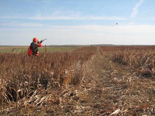 2012 South Dakota Pheasant Opener