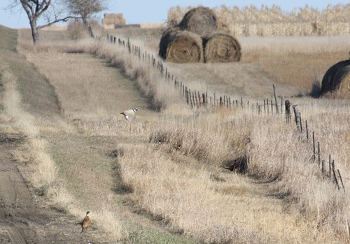 Pheasant Populations Looking Good