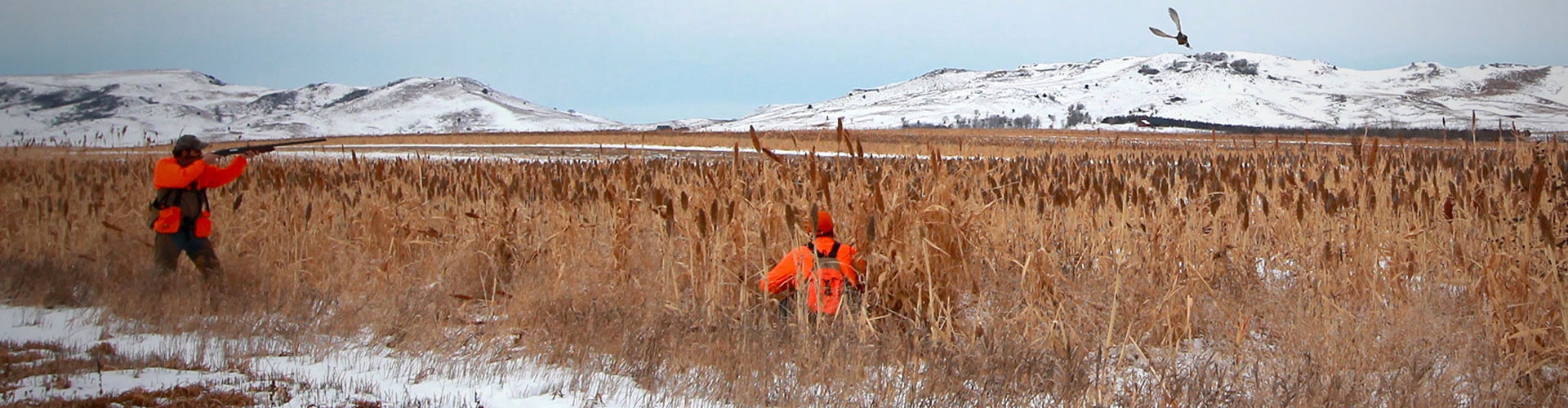 South Dakota Late Season Pheasant Hunts