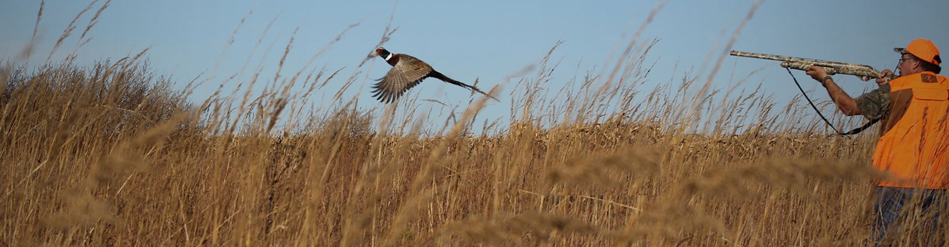 South Dakota Pheasant Opener Hunts