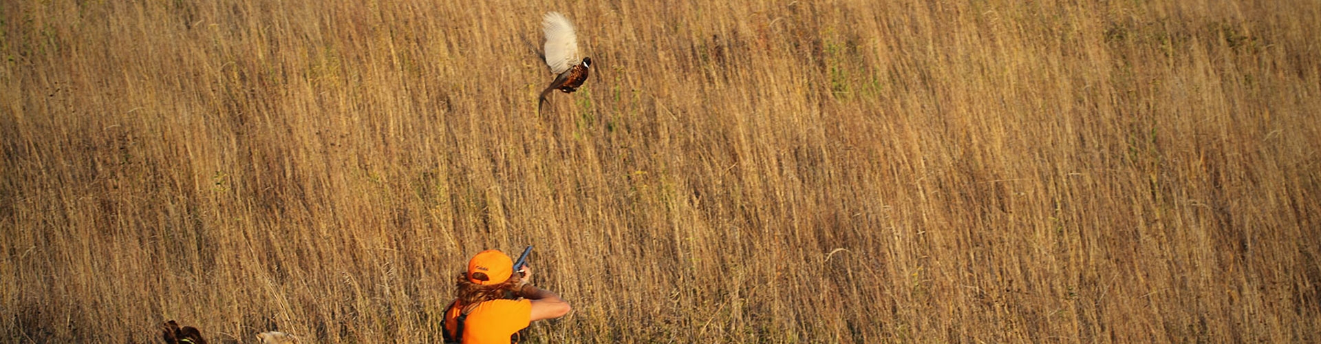 South Dakota Small Group Pheasant Hunts