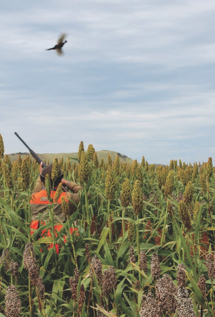 Upland Hunting in SD