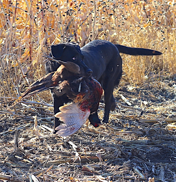 Extended Pheasant Hunting Season