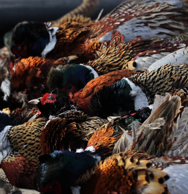 Openings & Pheasant Hunting Availability