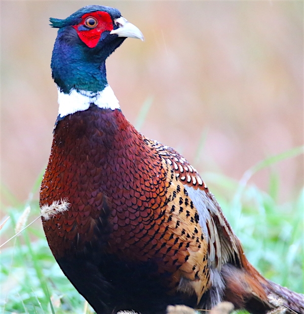 South Dakota pheasant opener