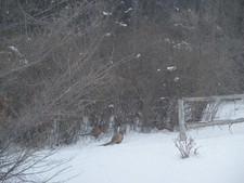 Pheasants in the snow outside the Ranch