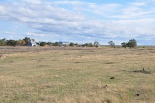 Prairie Dogs