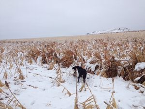 Izzy-backcountry-pheasant-hunting.jpg