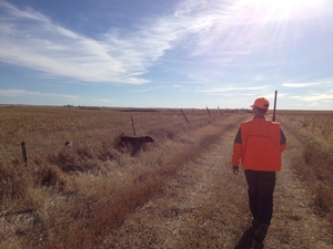 Pheasant-country-at-backcountry.jpg